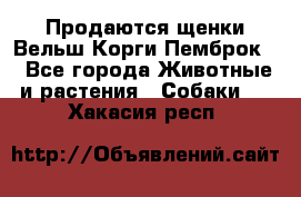 Продаются щенки Вельш Корги Пемброк  - Все города Животные и растения » Собаки   . Хакасия респ.